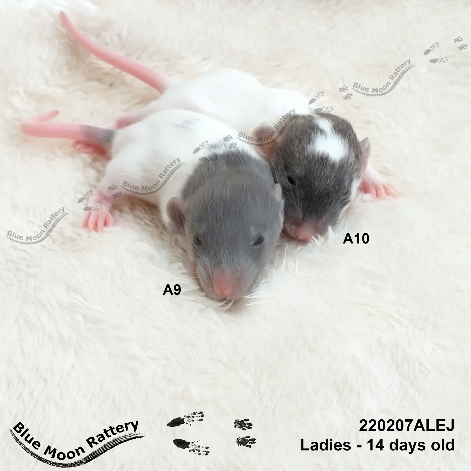 Blue Moon Rattery