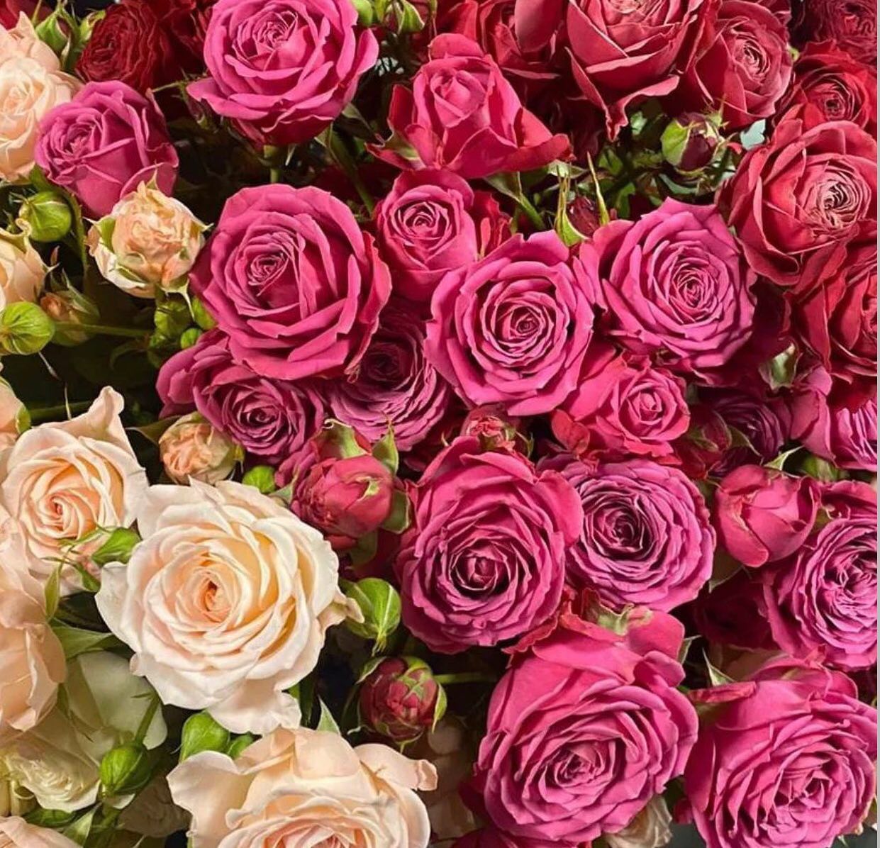 The beauty of our spray roses Party... - VOORN Spray Roses | Facebook