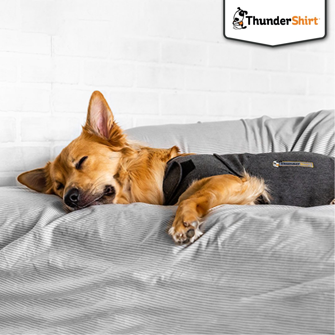 ThunderShirt Danmark