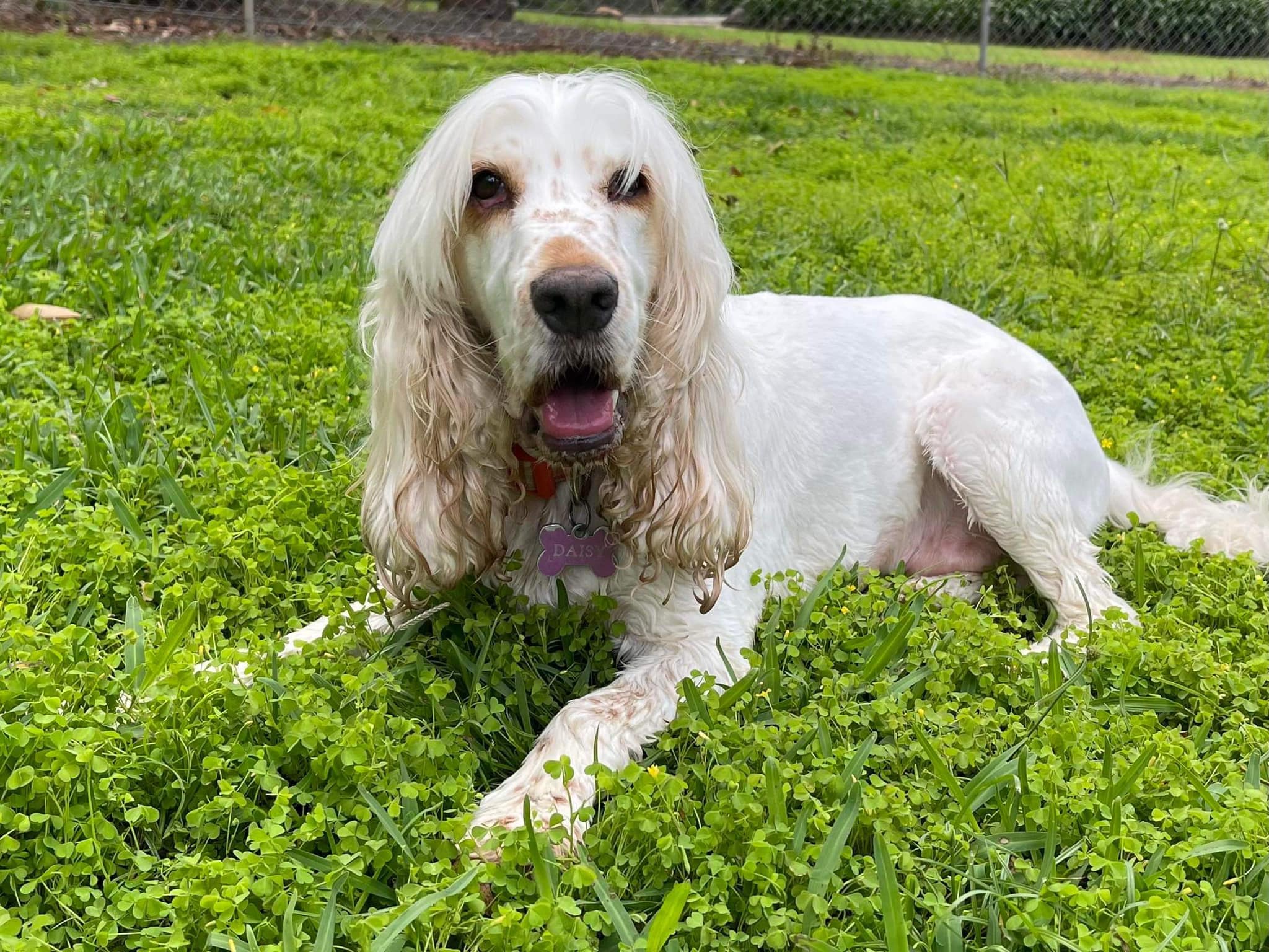 Here is some CSRQ Cocker... - Cocker Spaniel Rescue QLD inc | Facebook