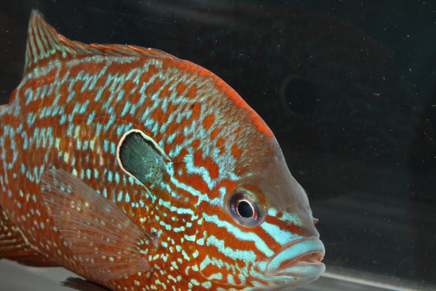 AVAILABLE NOW Ozark Longear Sunfish -... - Zimmerman's Fish | Facebook