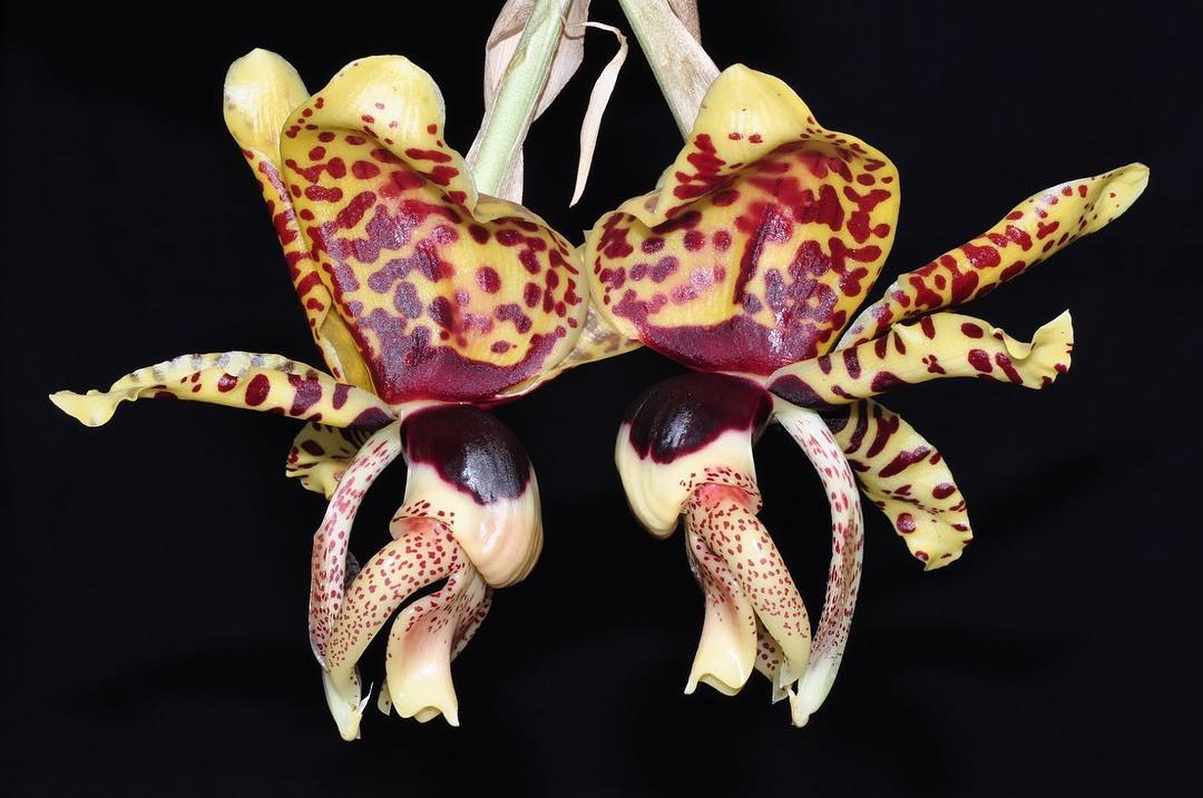 Lux Orchid