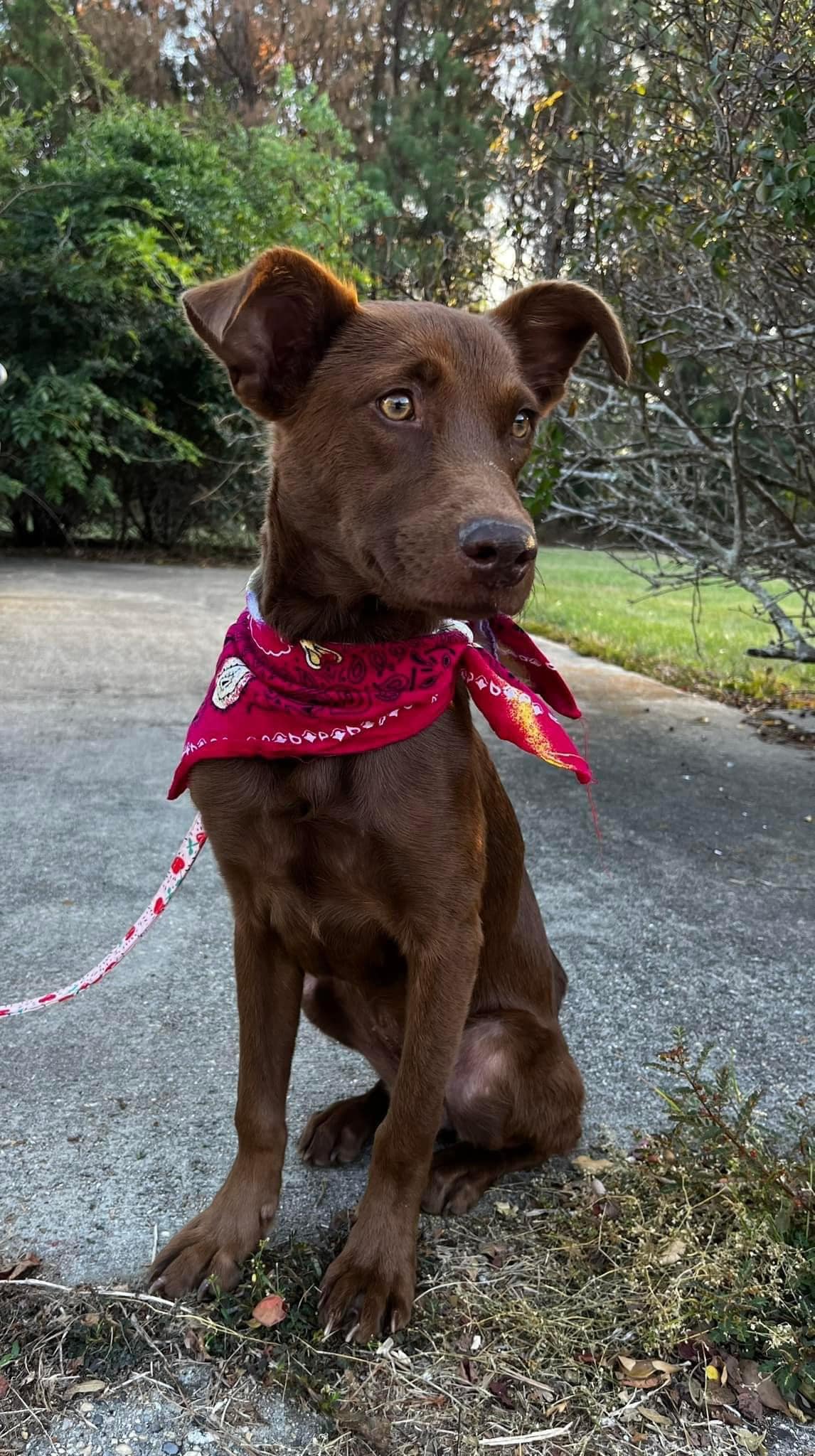 The Least of These Animal Rescue - 🛑Available for adoption or transport ...