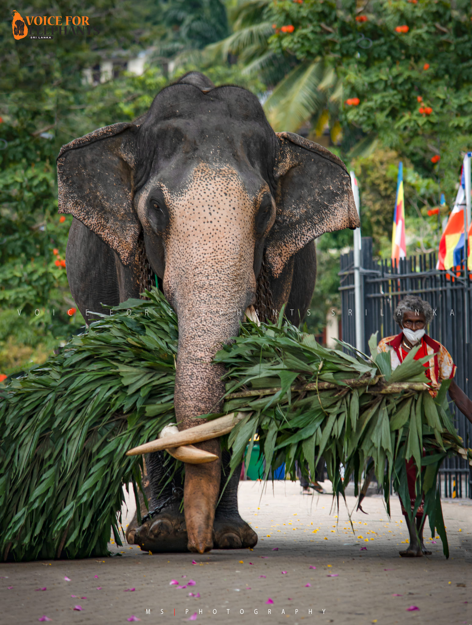 Voice For Elephants Sri Lanka - තුමුල ගිජිදු නැදුන්ගමුව...... - Voice ...