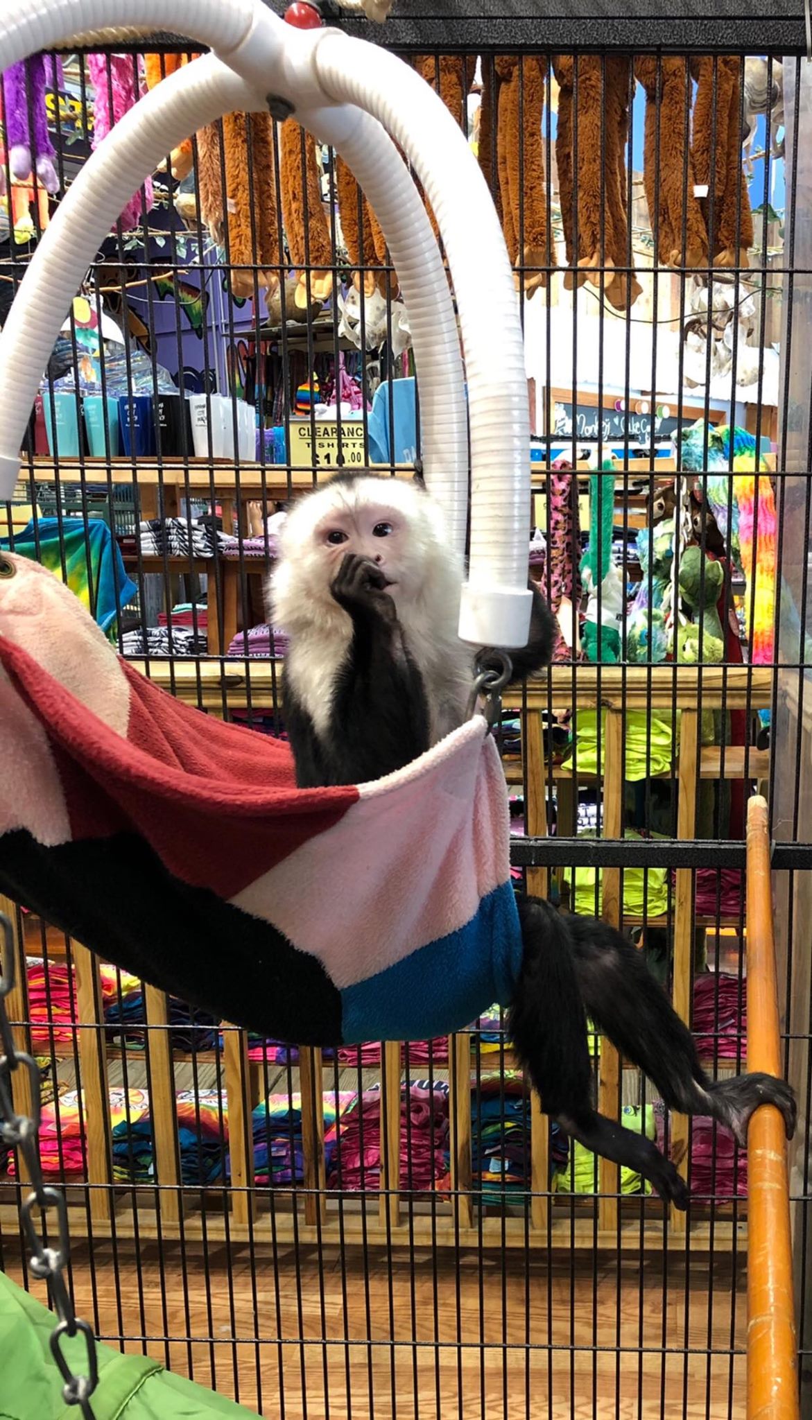 Monkey Shack | Panama City Beach FL