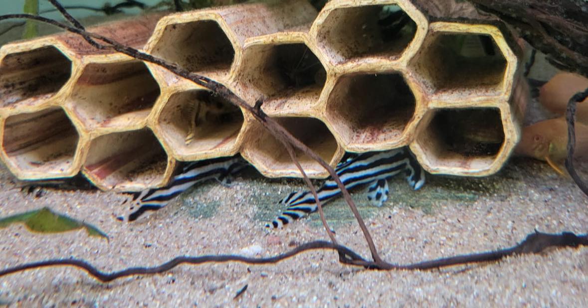 DR Fish - Onze prachtige vissen laten zich van hun beste... | Facebook