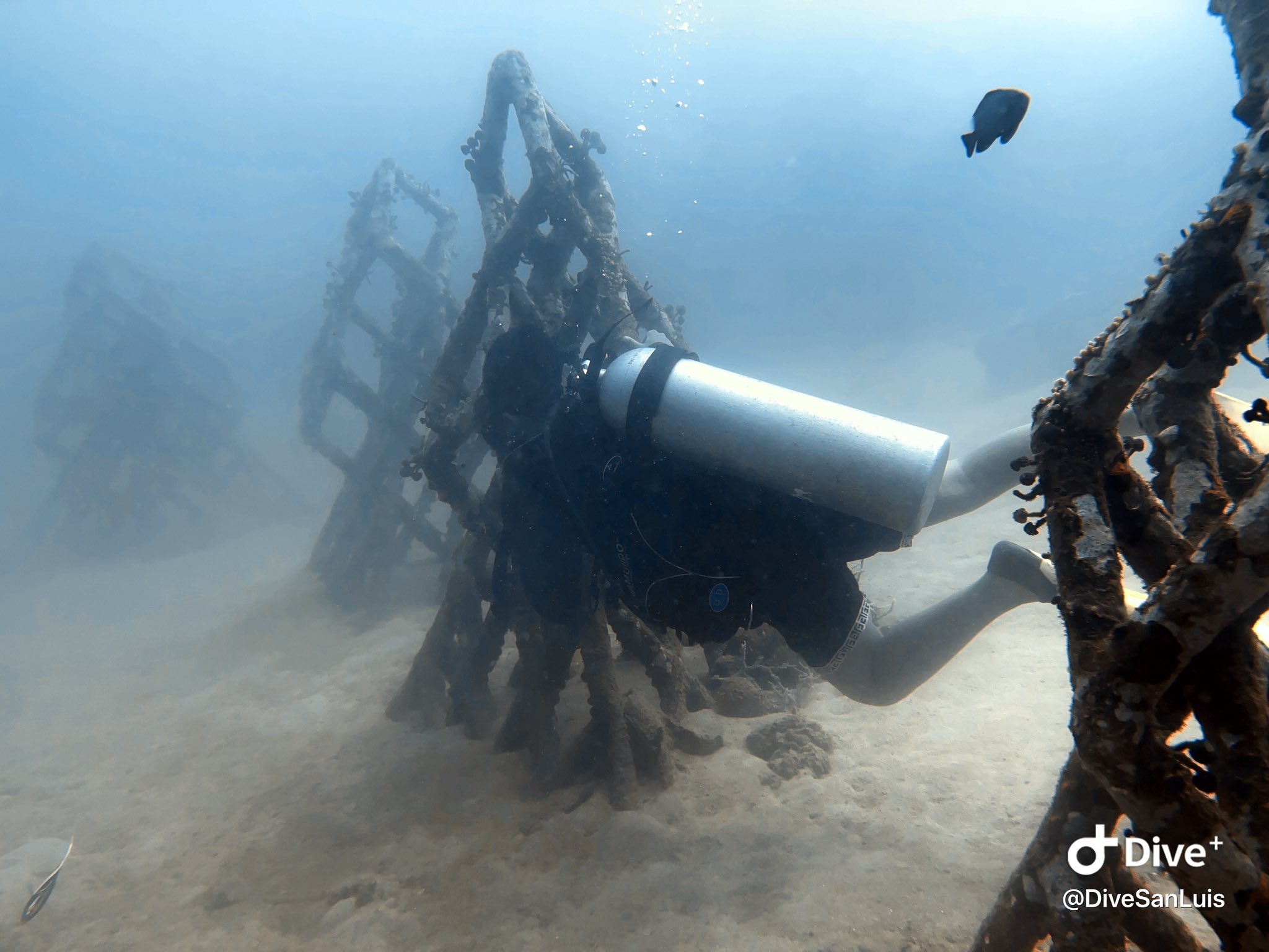 Philippine Paradise Divers | Visiting Artificial Reef at San Luis ...