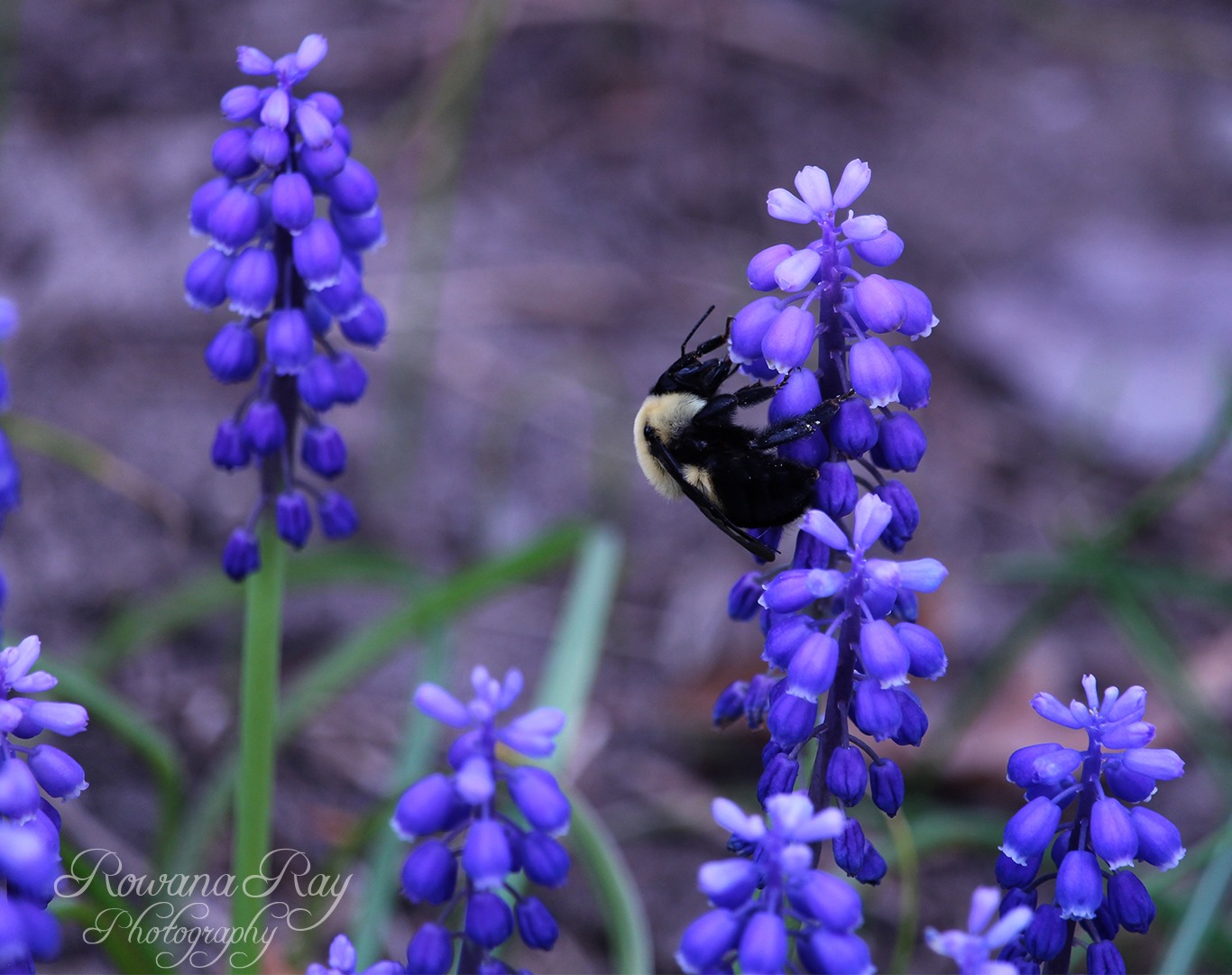Rowana Ray Photography