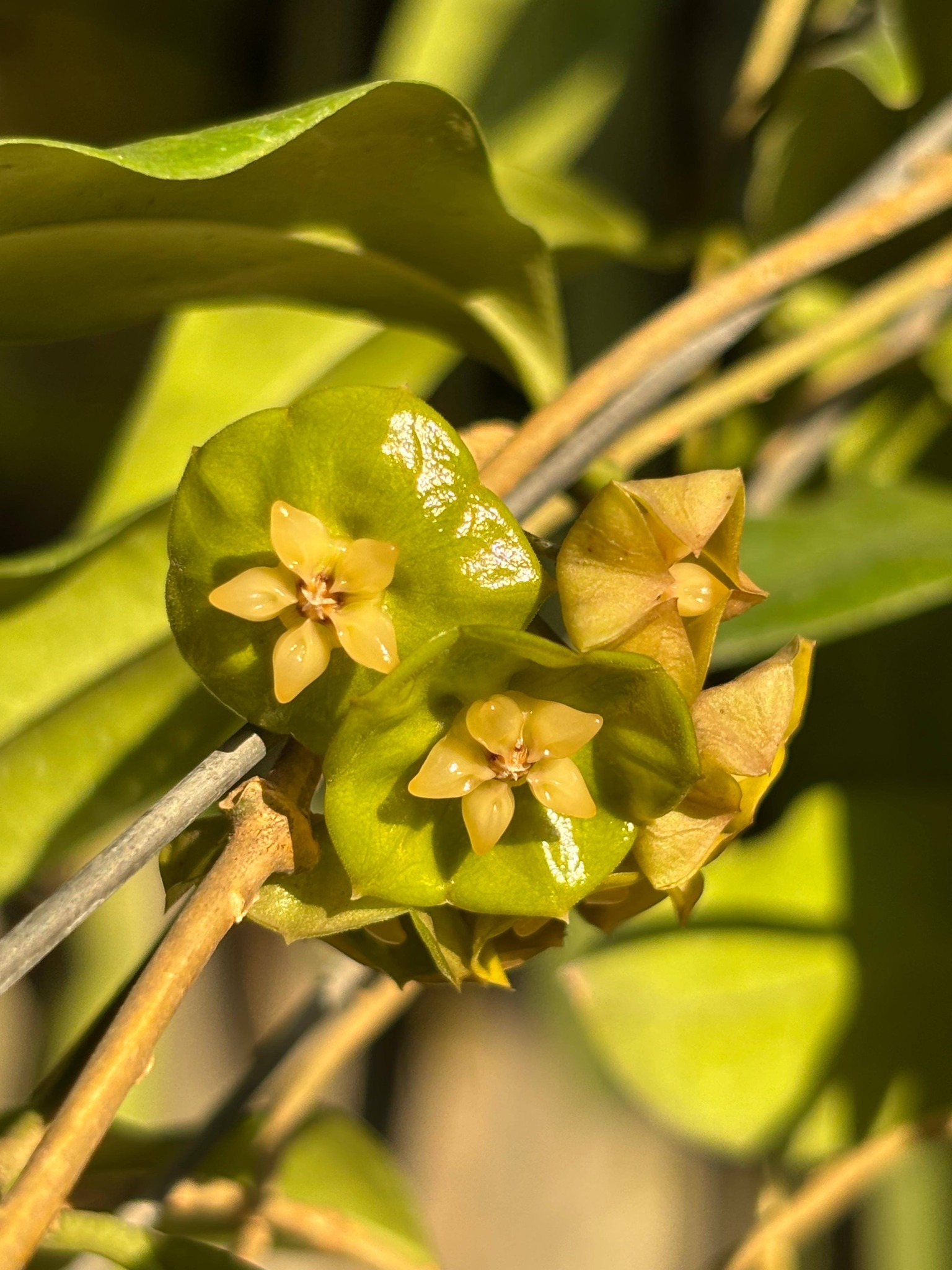 Hoya danumensis ssp amarii. Green flowers.