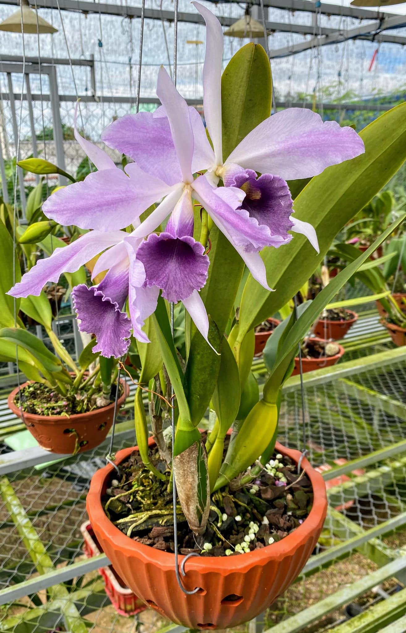 Cattleya Laelia C G Roebling 'Blue Indigo' (Cattleya gaskelliana x