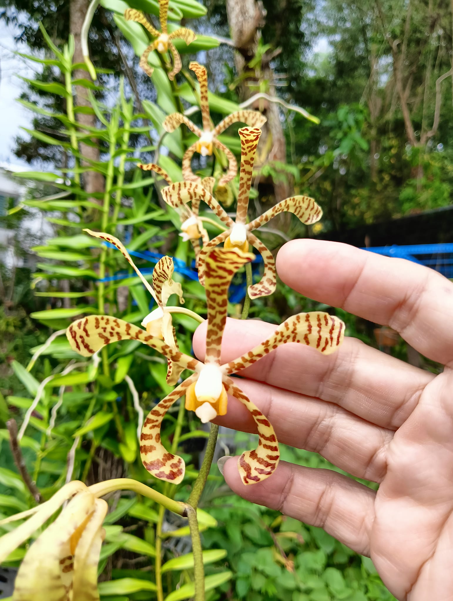 Do you remember selling Arachnis Flos-Aeris orchid cuttings?