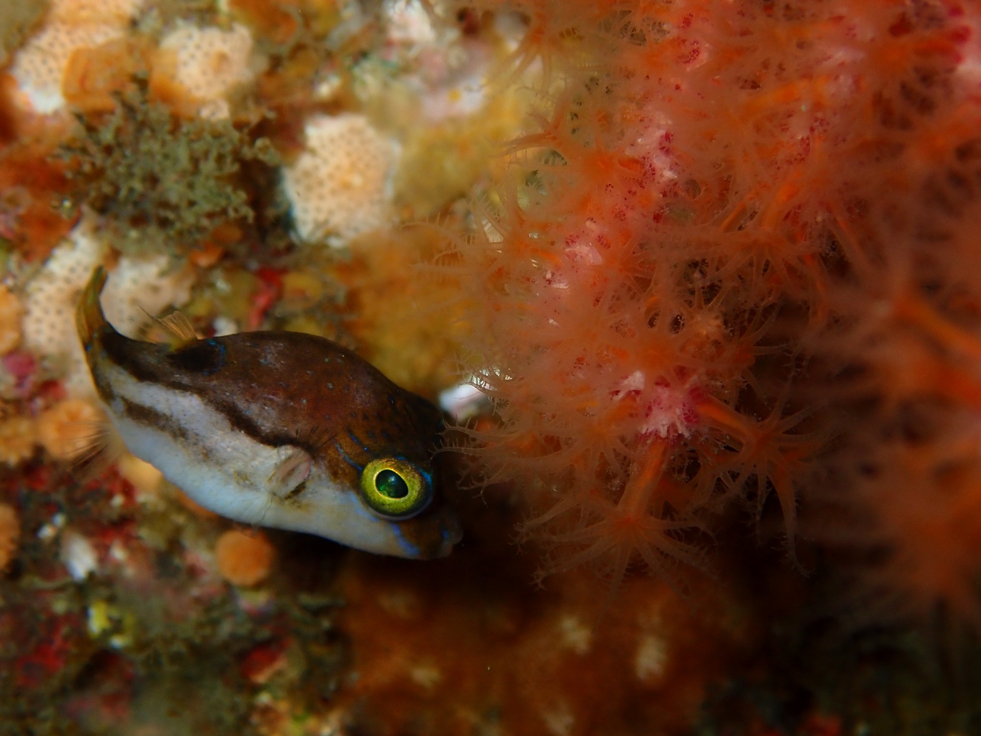ブルーコーナー 今日は雲見 貸し切り状態ですが 海は魚で大混雑 写真はベビマクラ Facebook