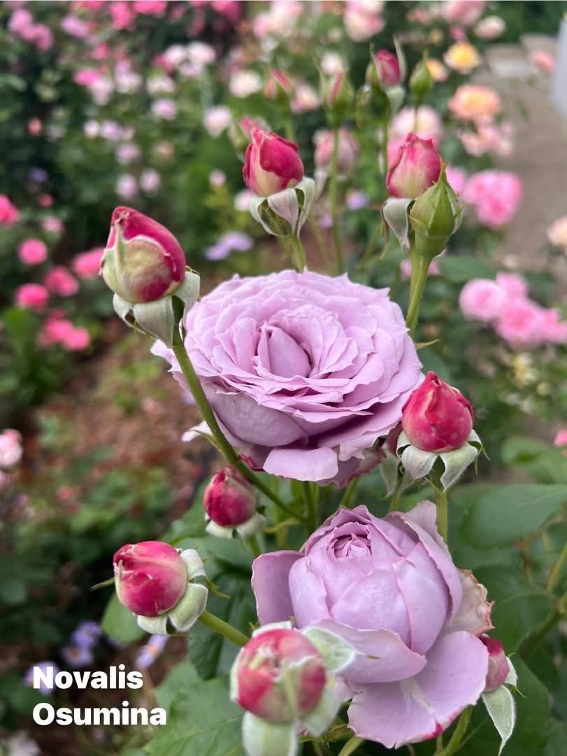 rose_kordes_sumina My Novalis Rose 💜💗🩷 The breeder of the