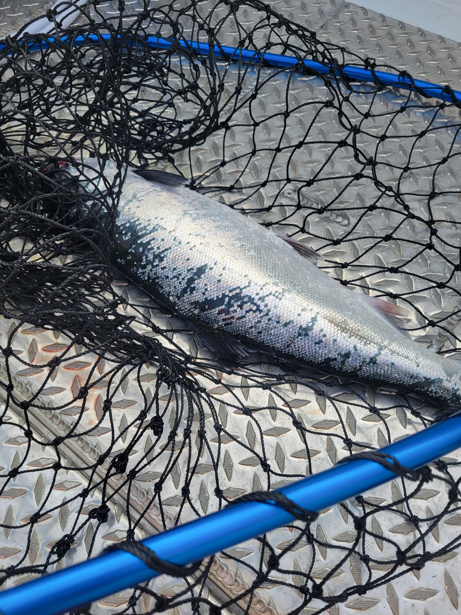 coos bay fishing nets Core Series Bait Net Coopay 4 Pieces Fishing Net