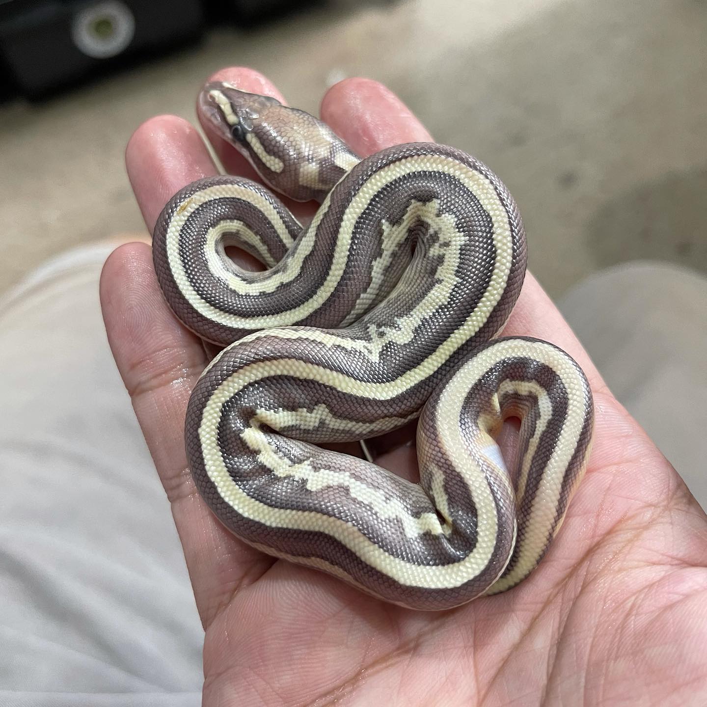 🤩 1.0 Fire Leopard Lesser 100%... - Amazeballs Reptiles, PH | Facebook