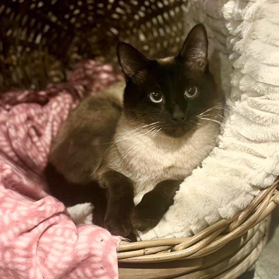 ️ ️ADOPTION PENDING ️ ️ 🪞👑... - Perth Rescue Angels
