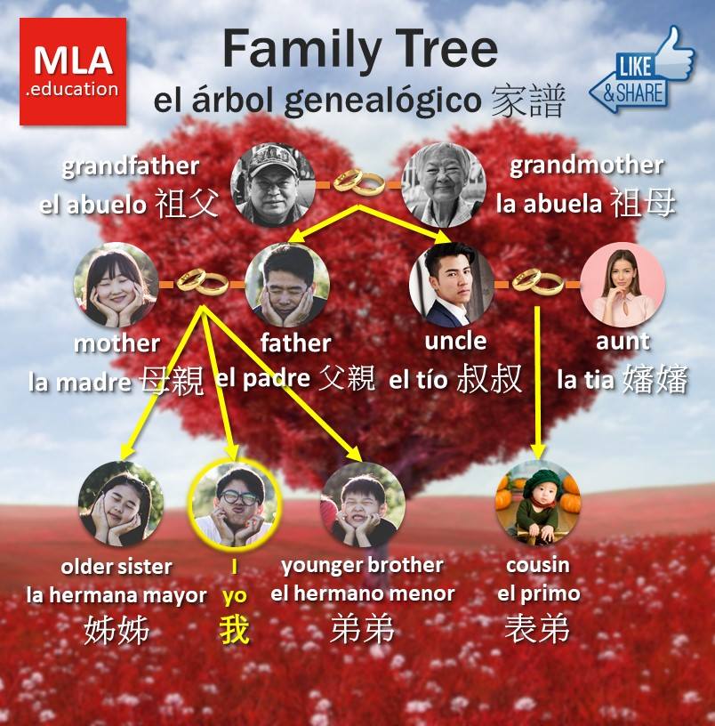 Family Tree in... - MLA.education - Modern Languages Academy | Facebook