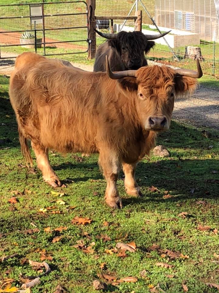 Meet the cow! This... - Snyder Ranch - Miniature Highlanders | Facebook