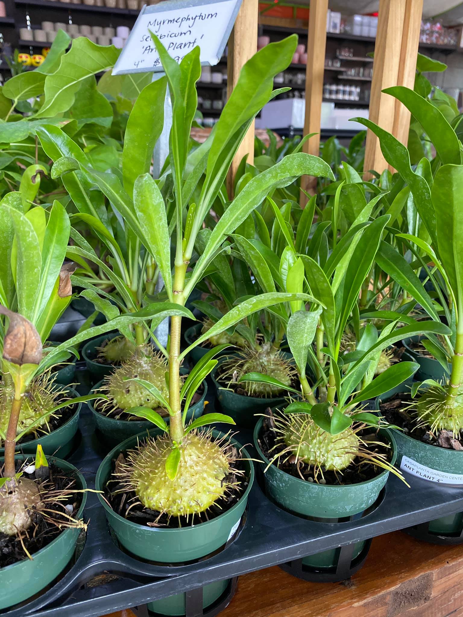Do you like weird plants? Check out these Ant Plants (Myrmephytum