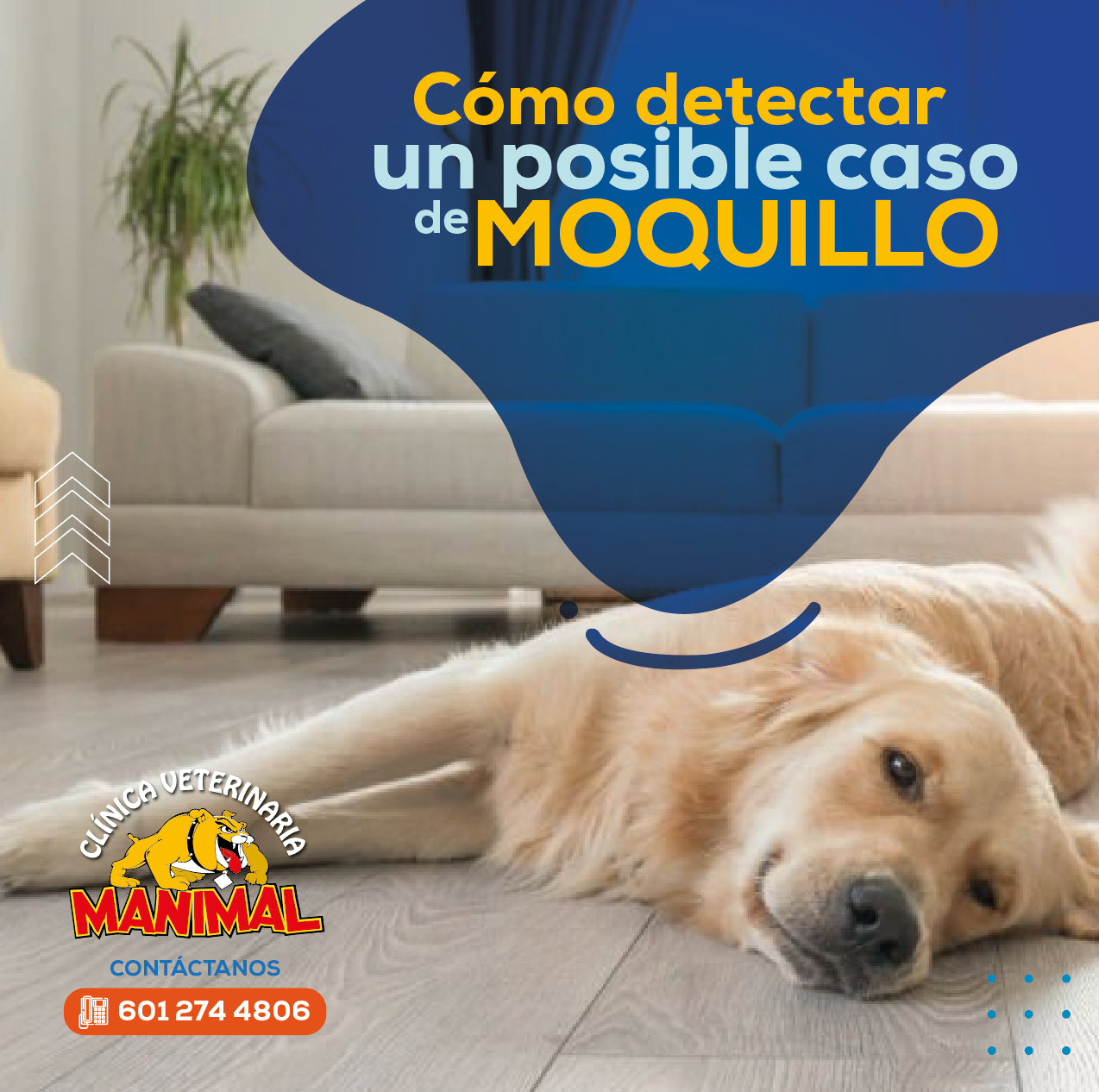👉🦮El moquillo, conocido... - Clinica Veterinaria Manimal | Facebook