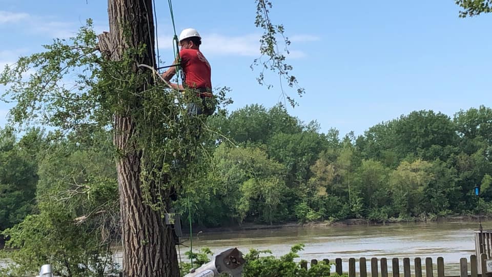 Clark Tree Service | Kansas City MO