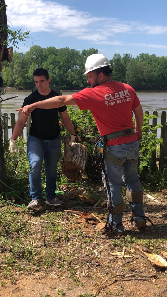 Clark Tree Service | Kansas City MO
