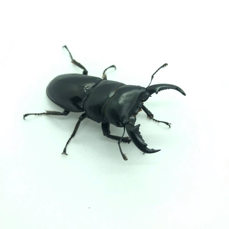 Boom&Insect - ฟันเลื่อยเหนือ ผู้1เมีย3 ห้าร้อย คีมบูด้าผู้...