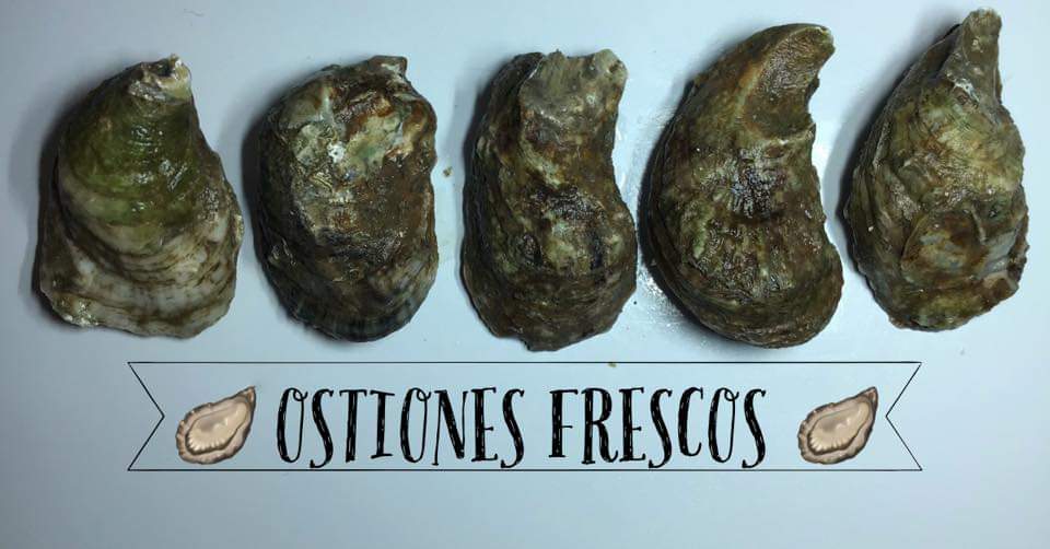 Mariscos Reymar - LOS MEJORES OSTIONES QUE PODRAS...