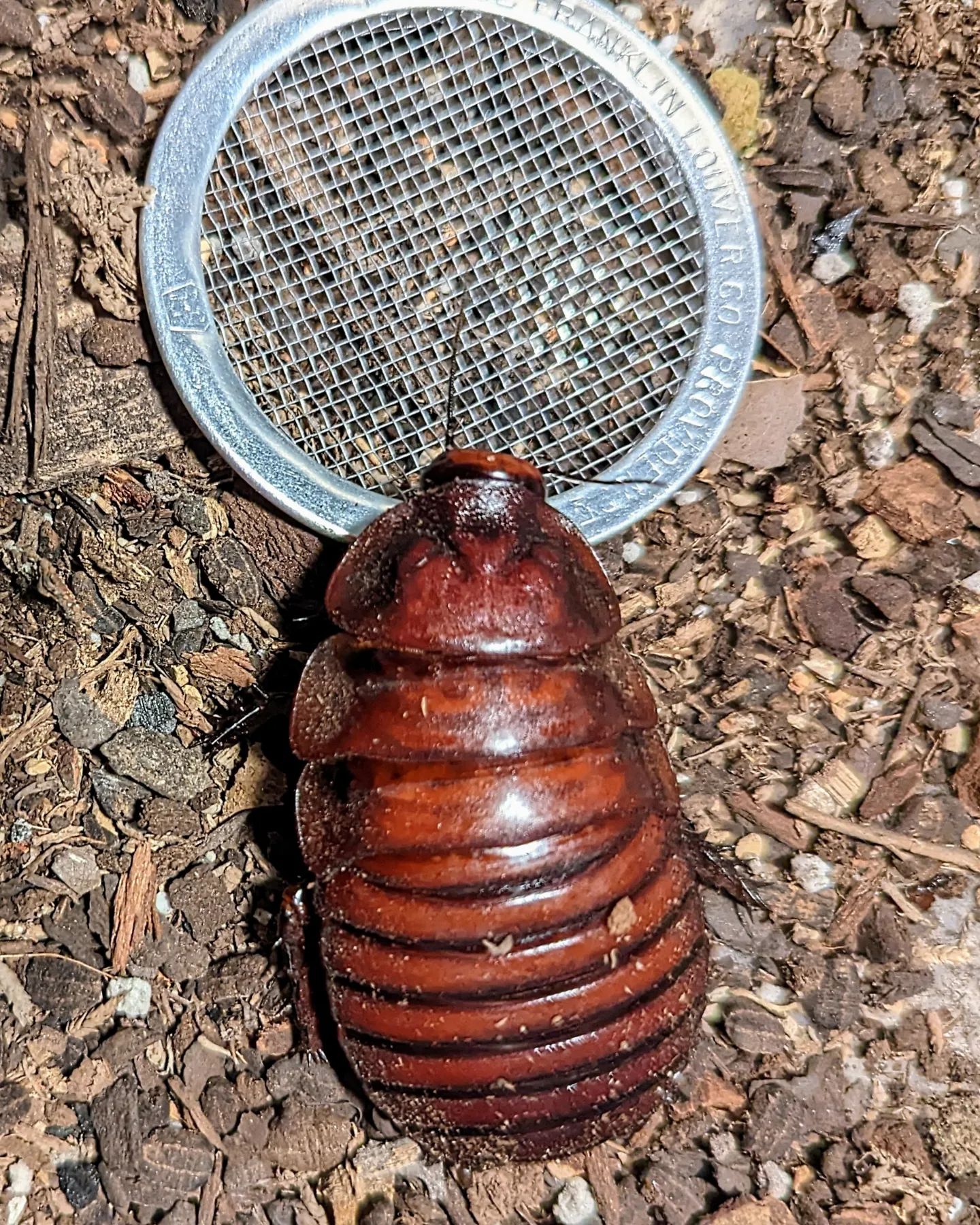 Macropanesthia rhinoceros, Rhino roach -NFS tydyeexotic.com These