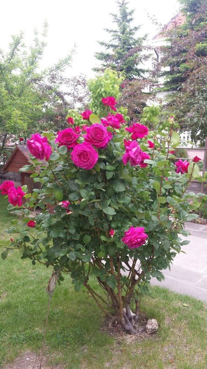 Lovely Flowers | This image shows a vibrant bush of deep pink or ...