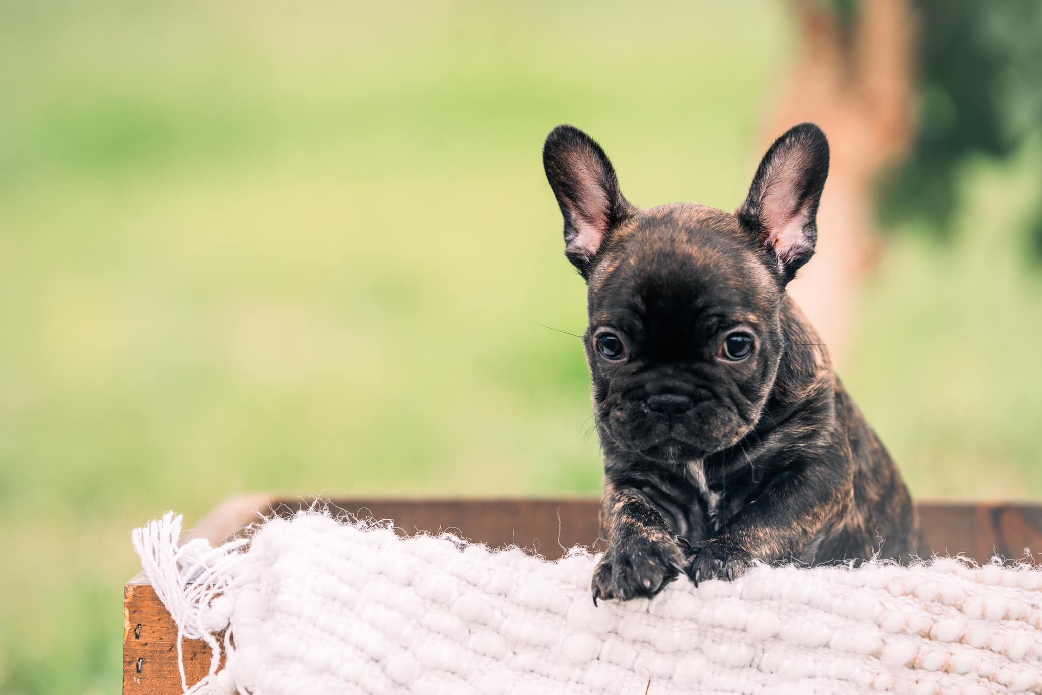 The Dapper Frenchie