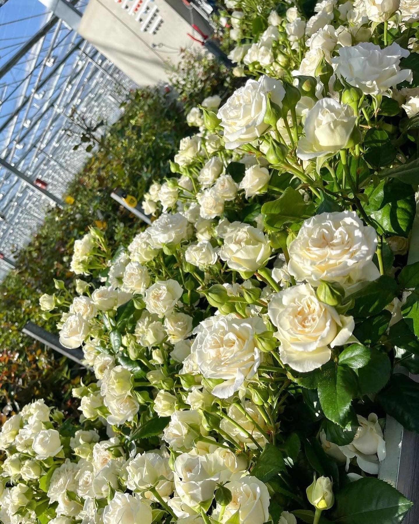 A look in our greenhouse where we grow... - VOORN Spray Roses