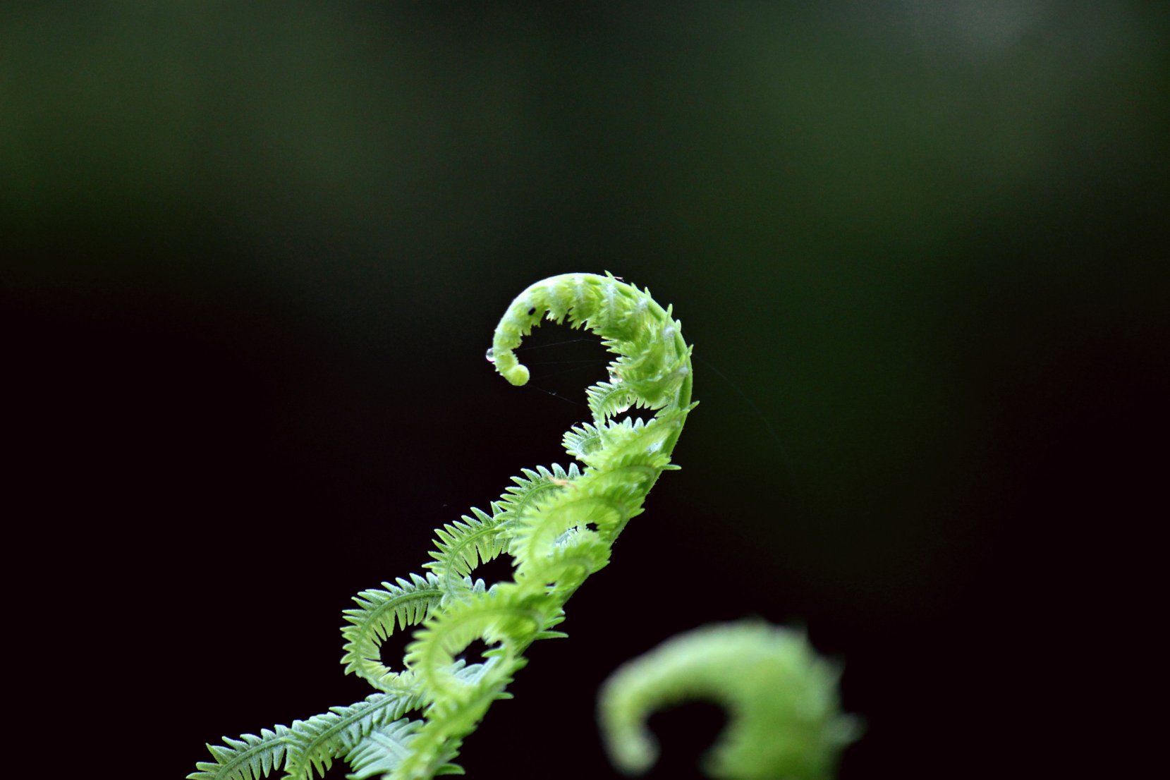 Microsoft Green
