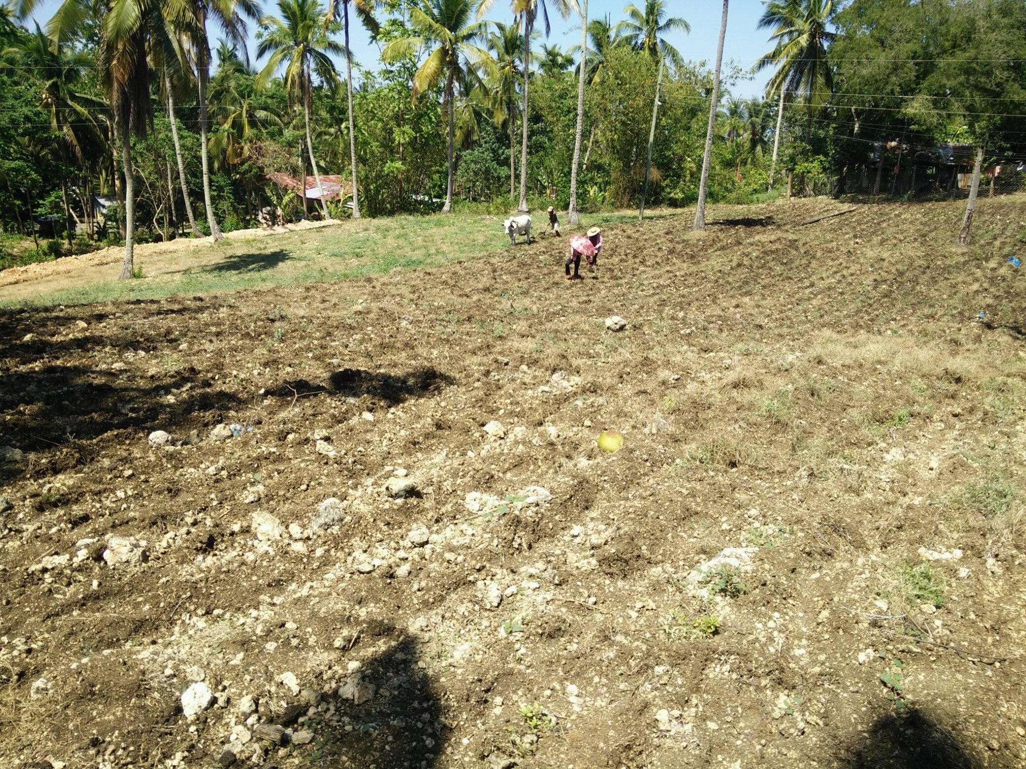 Taloot Farmers Association - TAFA | Argao