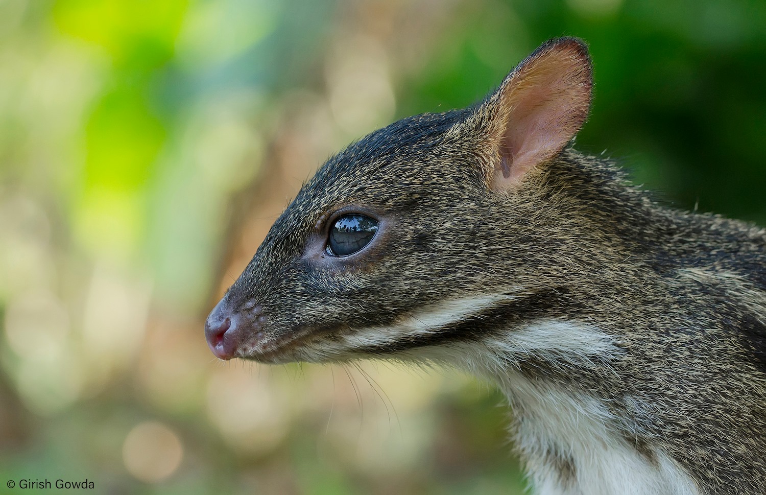 Indian Mouse Deer