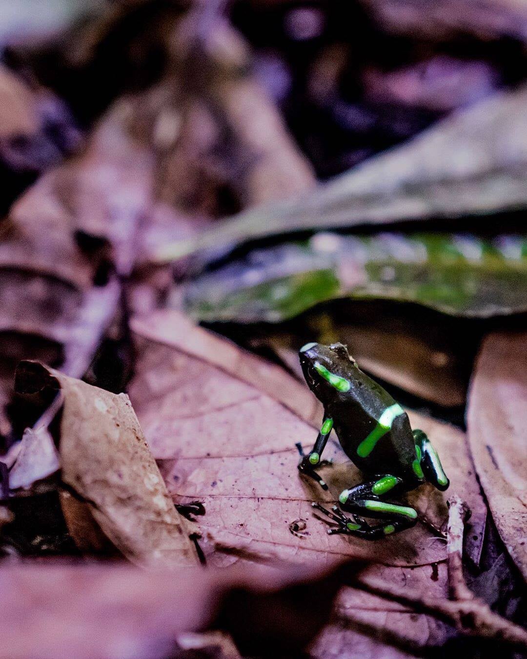 Las ranas dardo venenosas son... - La Cabaña de la Montaña