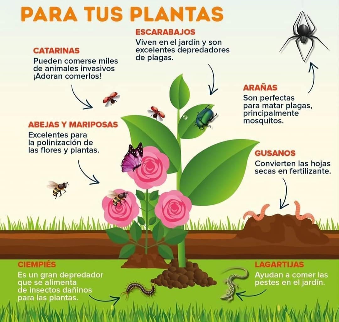 Finca Los Pellos - Insectos beneficos para la agricultura 👨🏻‍🌾🌱 Los ...