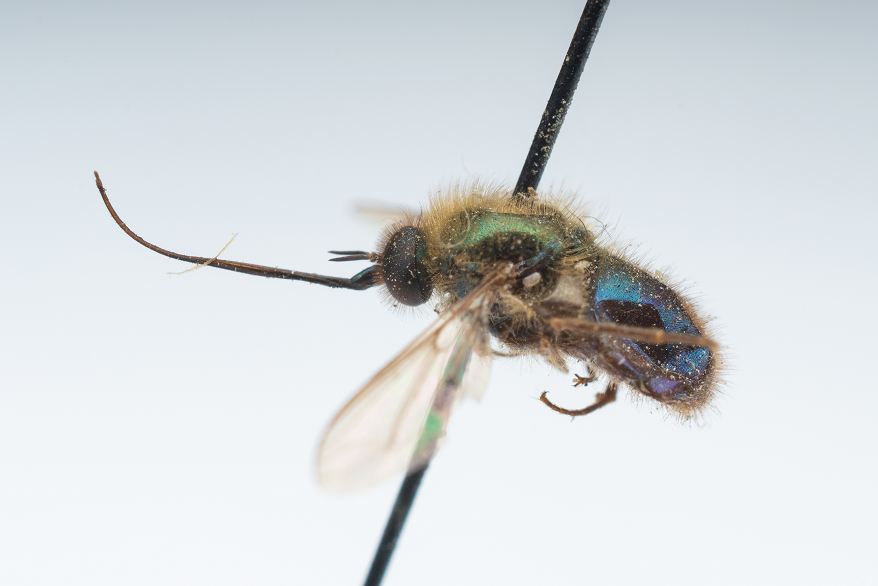Insect - Rediscovery and redescription of the rare hummingbird fly ...