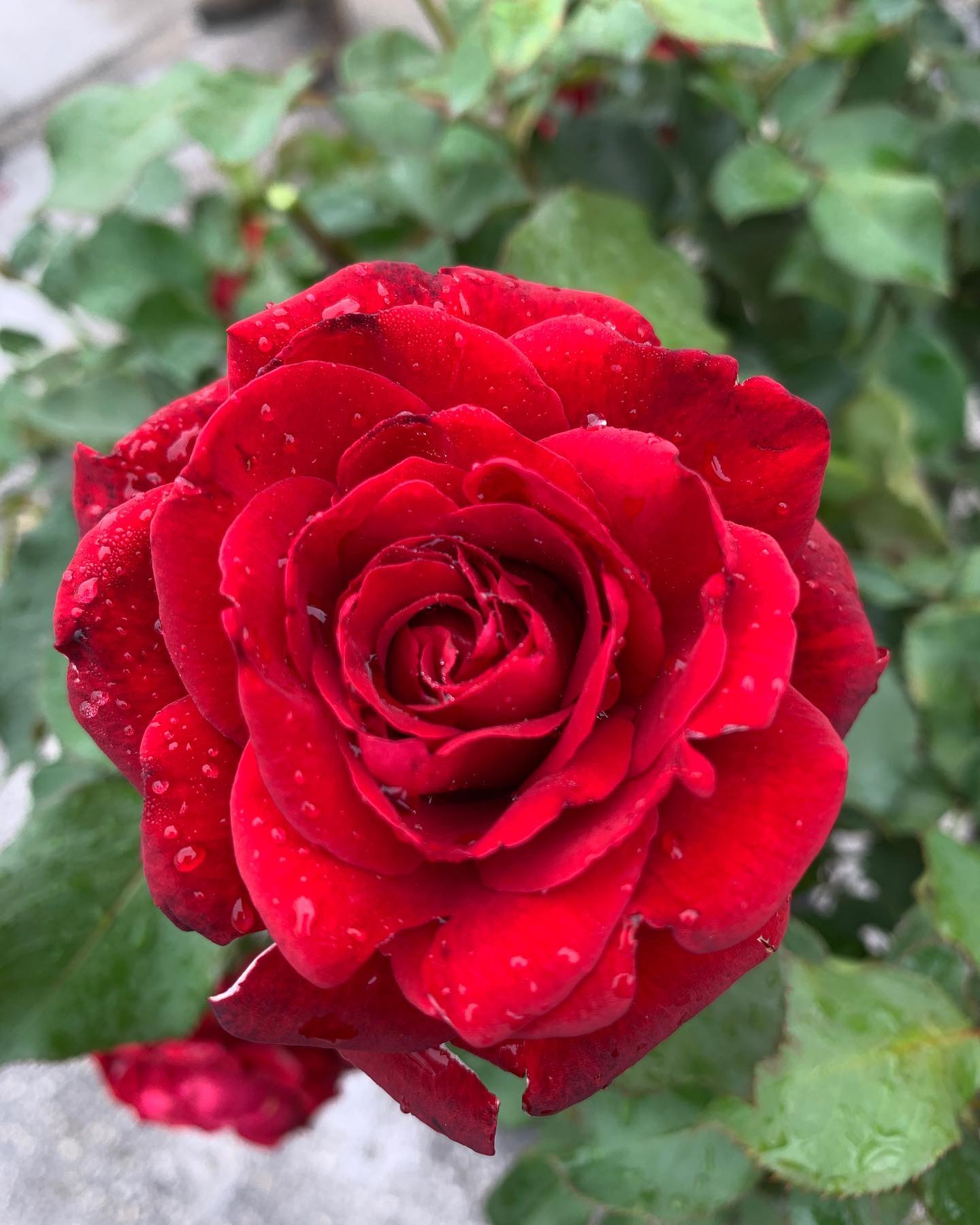🌹 This Saturday we will be... - Nelson's Florida Roses