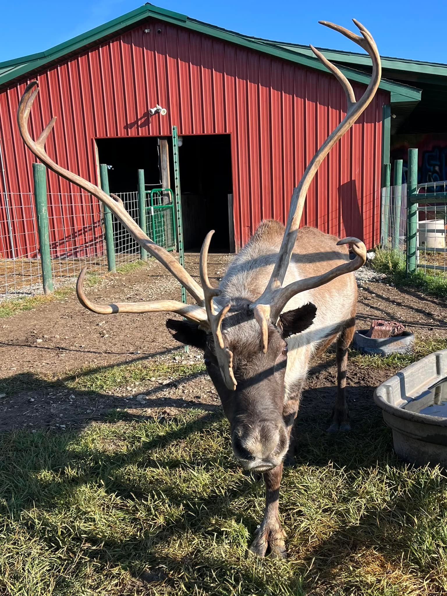 FUN FACT FRIDAY! The... - Rooftop Landing Reindeer Farm
