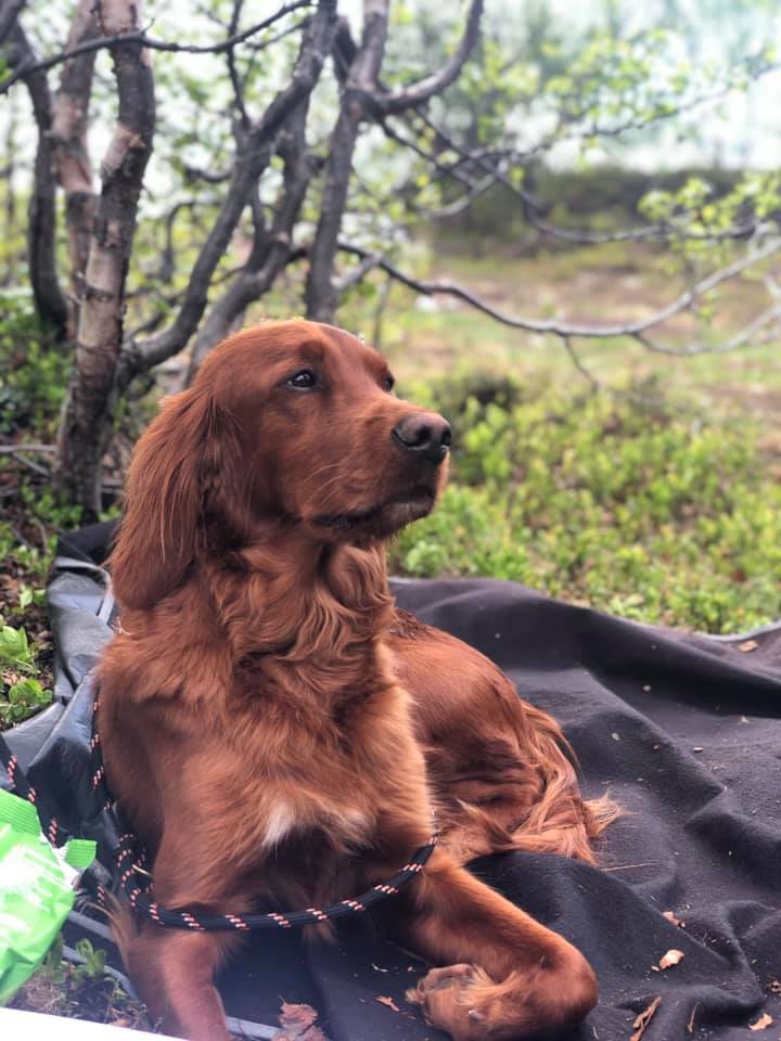 Årets første resultater... - Kennel Red Dubliner/Røde Hunder | Facebook