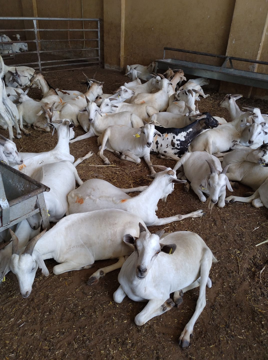 Cattle Market