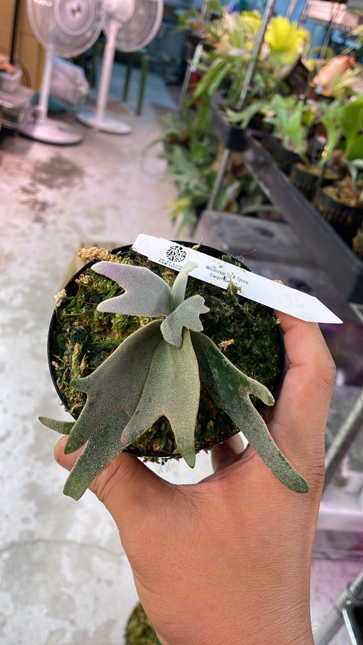willinckii sp.A spore select ④ P. Willinckii Spore Dwarf Select