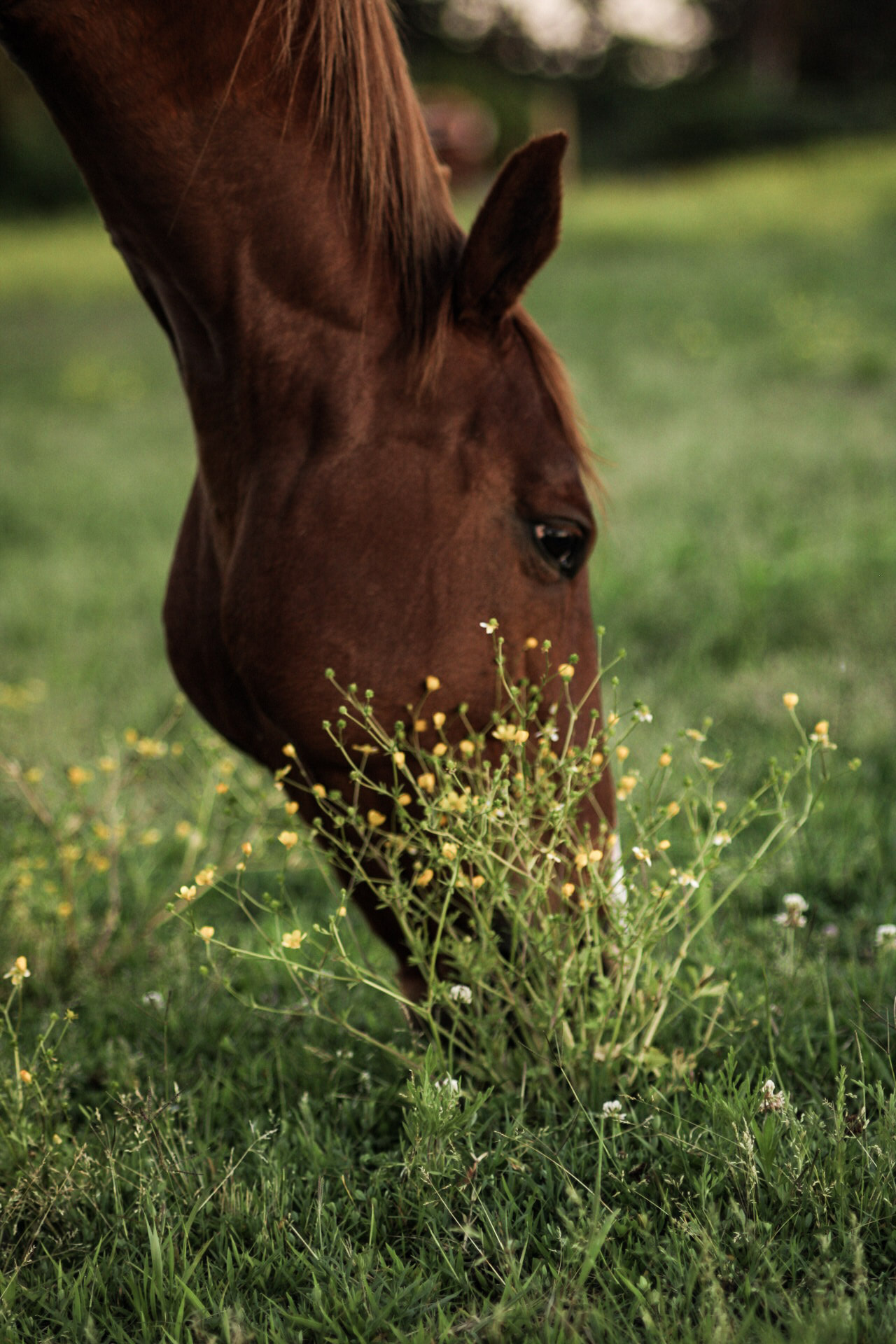 Feather Ridge Farms