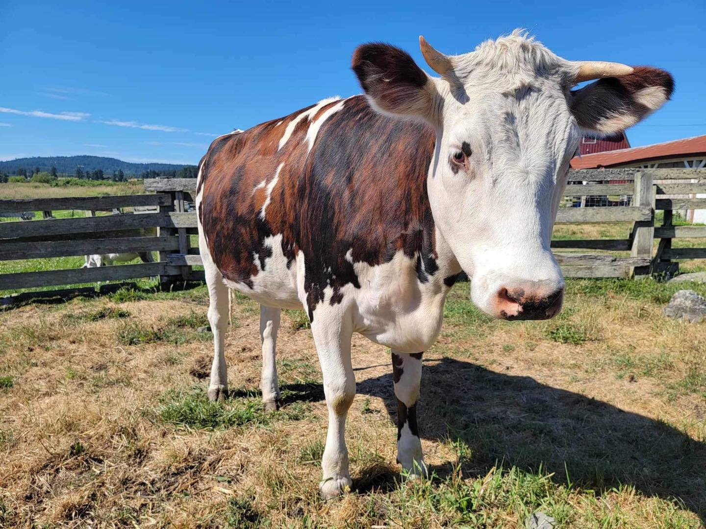 Meet our Animal of the... - Island Haven Animal Sanctuary