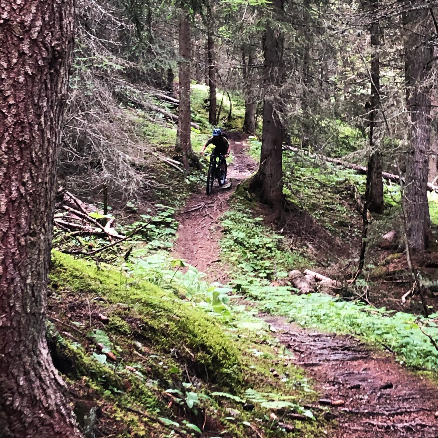 Alpine Roots - Nice loamy trail with a couple of sneaky...