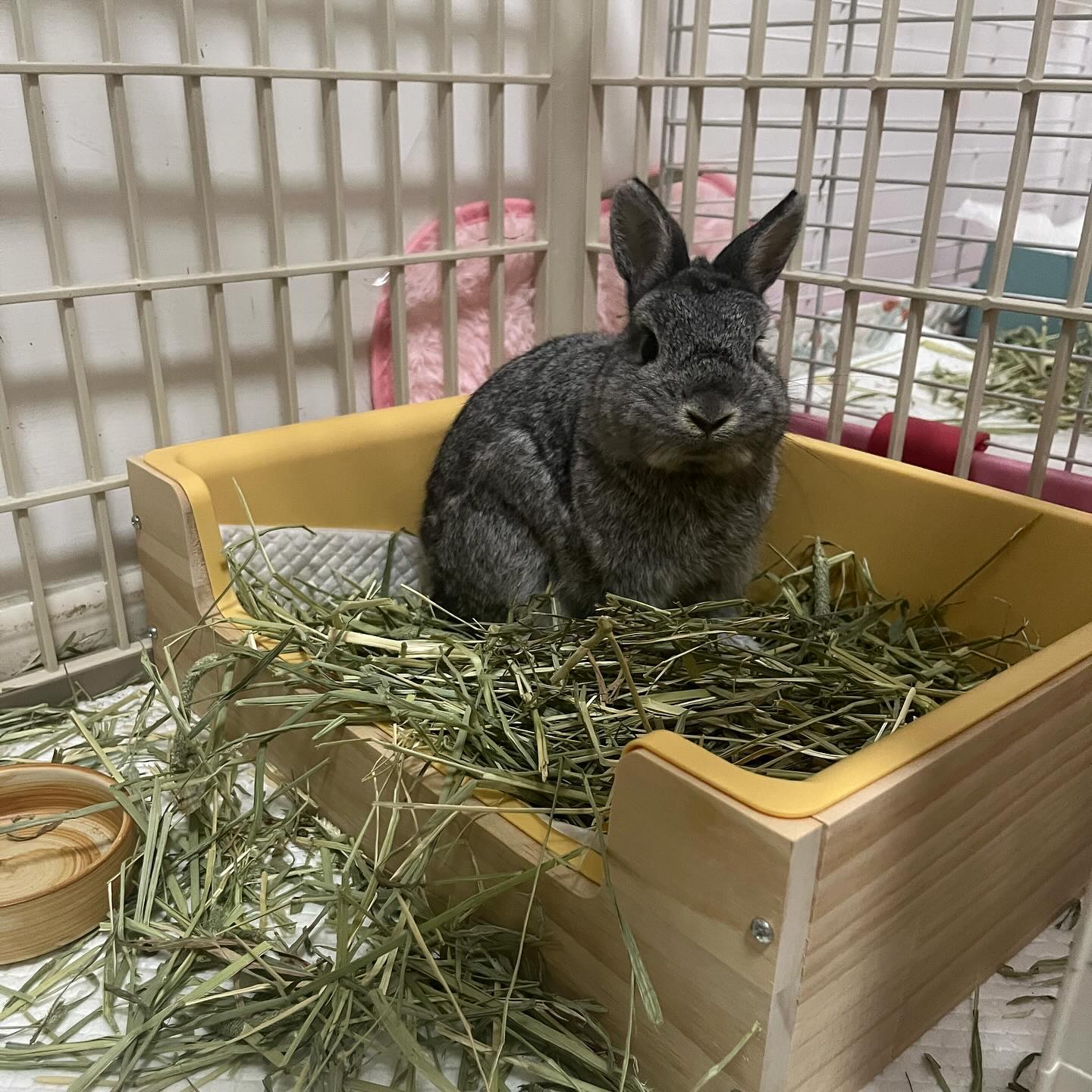 柏子之日常 - 桑子死左個籠仲未清理🥹 柏子又走去佢個籠度食草😮‍💨 #rabbit #NetherlandDwarfRabbit # ...