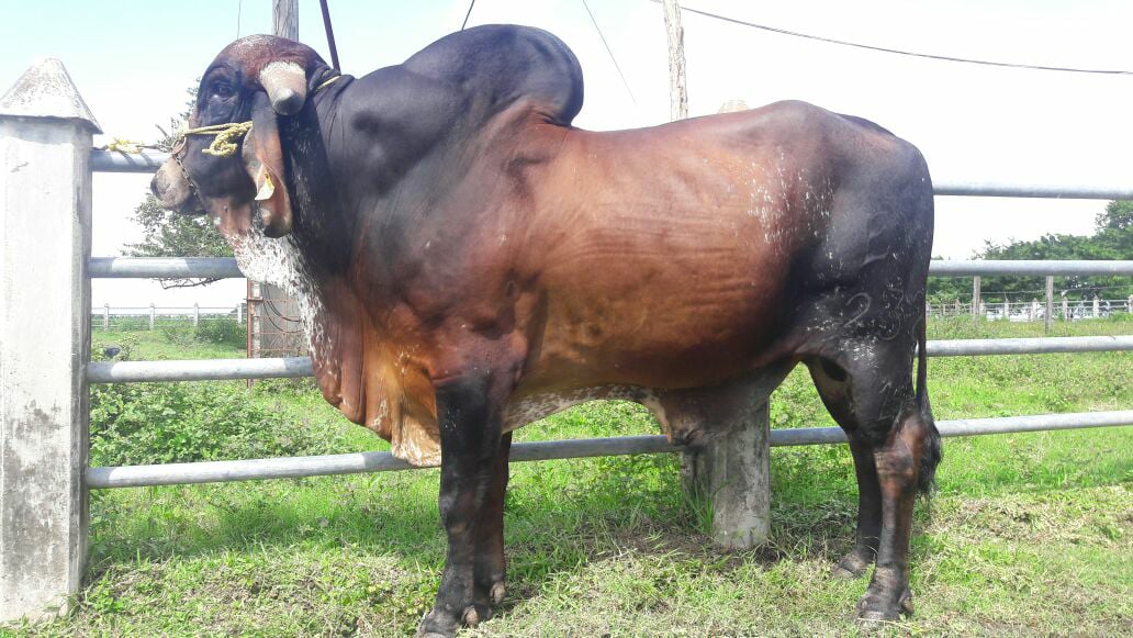 En venta Macho Gyr 232/12 FEll.-GITANO... - Rancho El Nansal