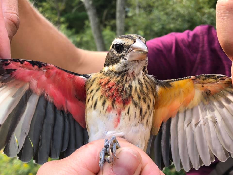 Bilateral gynandromorph In... - Powdermill Nature Reserve | Facebook