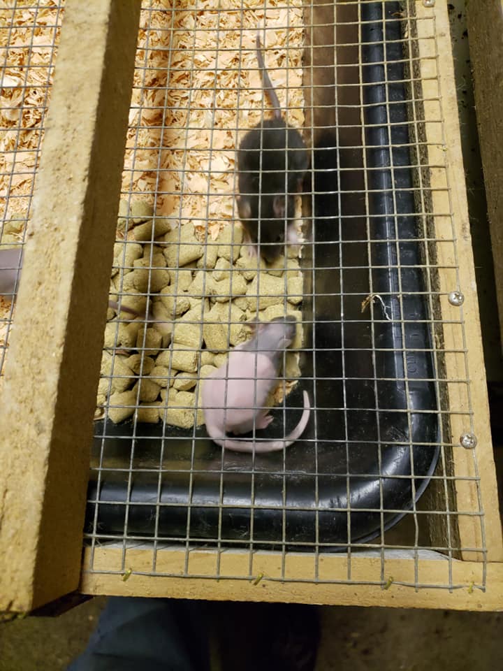 Rat Ranch Rattery | Toledo OR